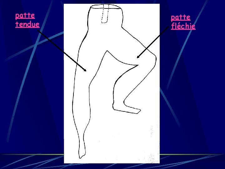 patte tendue patte fléchie 