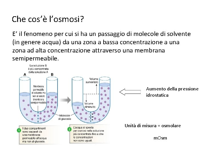 Che cos’è l’osmosi? E’ il fenomeno per cui si ha un passaggio di molecole Che cos’è l’osmosi? E’ il fenomeno per cui si ha un passaggio di molecole