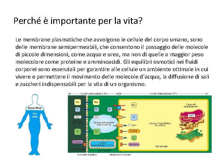 Perché è importante per la vita? Le membrane plasmatiche avvolgono le cellule del corpo Perché è importante per la vita? Le membrane plasmatiche avvolgono le cellule del corpo