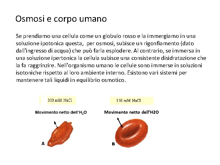Osmosi e corpo umano Se prendiamo una cellula come un globulo rosso e la Osmosi e corpo umano Se prendiamo una cellula come un globulo rosso e la