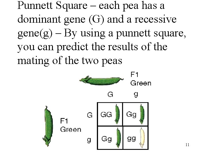 Punnett Square – each pea has a dominant gene (G) and a recessive gene(g)