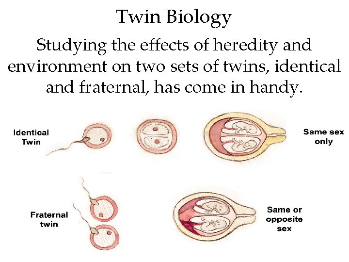 Twin Biology Studying the effects of heredity and environment on two sets of twins,