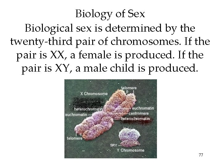 Biology of Sex Biological sex is determined by the twenty-third pair of chromosomes. If