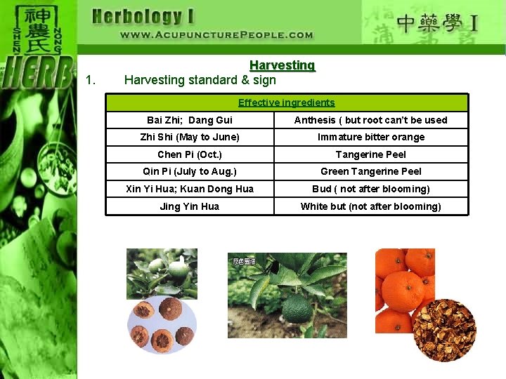 1. Harvesting standard & sign Effective ingredients Bai Zhi; Dang Gui Anthesis ( but