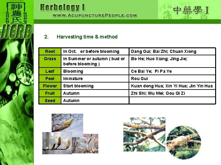 2. Harvesting time & method Root In Oct. or before blooming Dang Gui; Bai