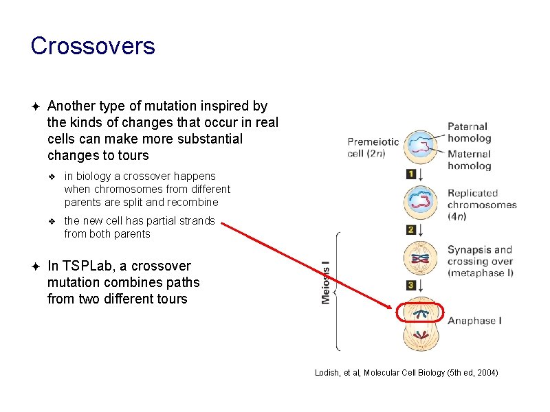 Crossovers ✦ ✦ Another type of mutation inspired by the kinds of changes that Crossovers ✦ ✦ Another type of mutation inspired by the kinds of changes that