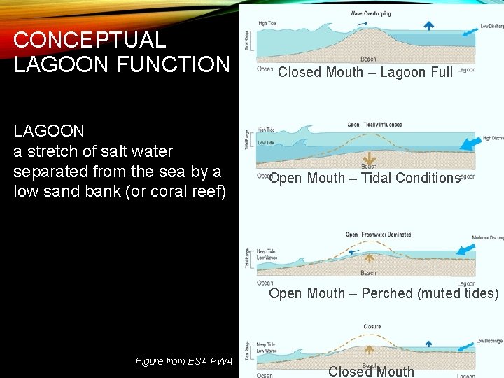 CONCEPTUAL LAGOON FUNCTION LAGOON a stretch of salt water separated from the sea by