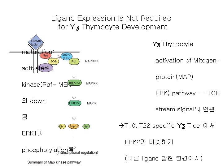 Ligand Expression Is Not Required for Ƴƺ Thymocyte Development Ƴƺ Thymocyte maturation: activation of