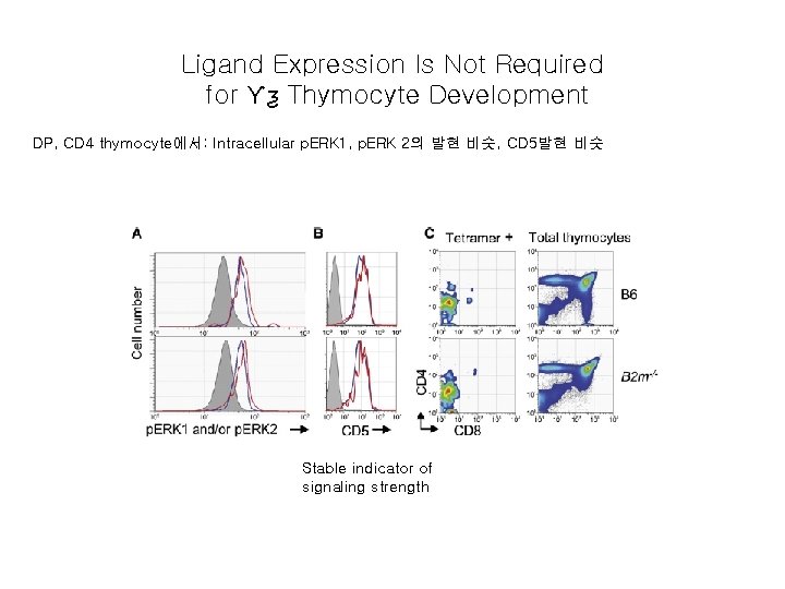 Ligand Expression Is Not Required for Ƴƺ Thymocyte Development DP, CD 4 thymocyte에서: Intracellular