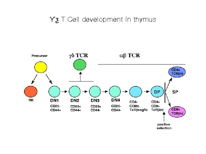 Ƴƺ T Cell development in thymus 