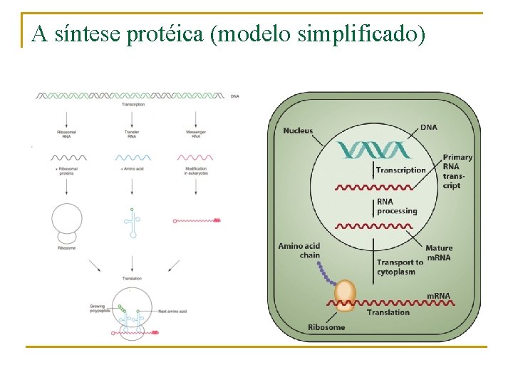 A síntese protéica (modelo simplificado) 