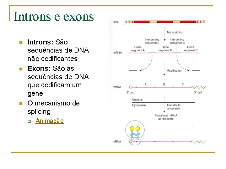 Introns e exons n n n Introns: São sequências de DNA não codificantes Exons: