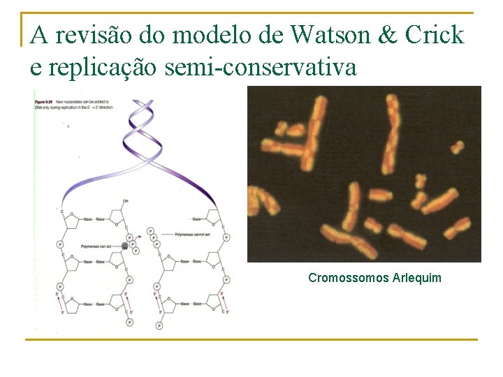 A revisão do modelo de Watson & Crick e replicação semi-conservativa Cromossomos Arlequim 