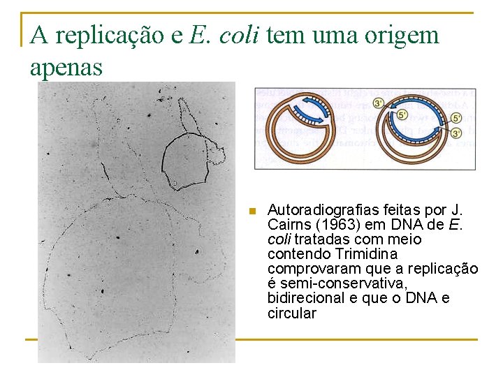 A replicação e E. coli tem uma origem apenas n Autoradiografias feitas por J.