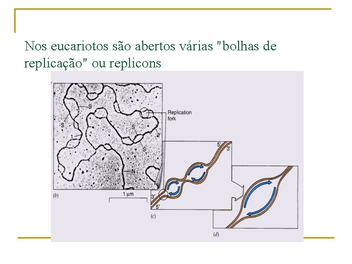 Nos eucariotos são abertos várias "bolhas de replicação" ou replicons 