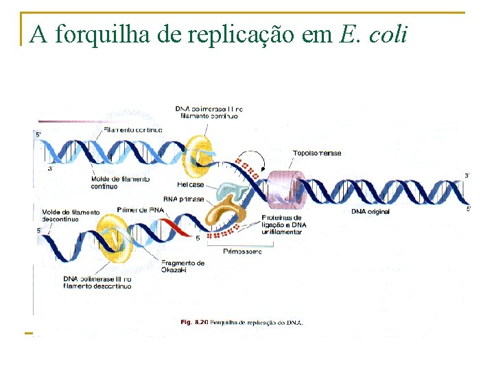 A forquilha de replicação em E. coli 