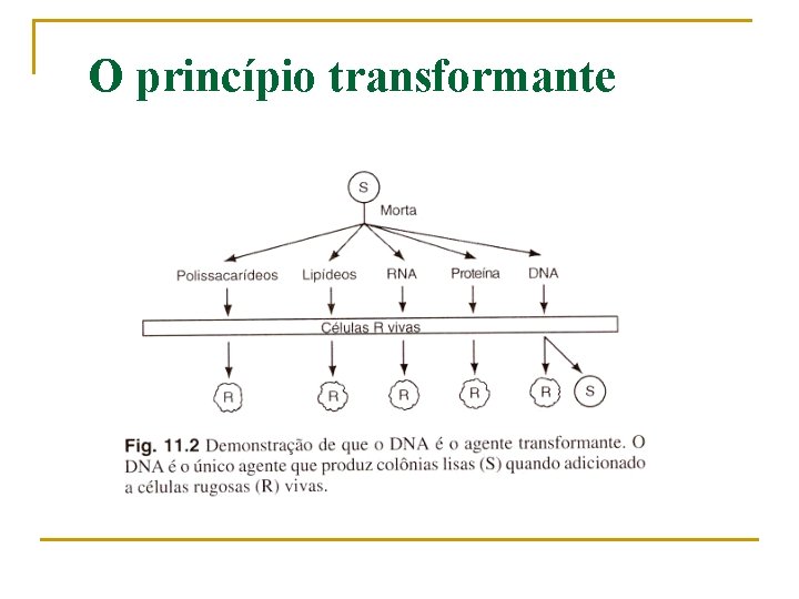 O princípio transformante 