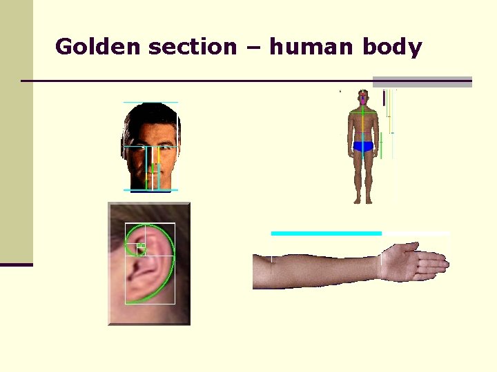 Golden section – human body 
