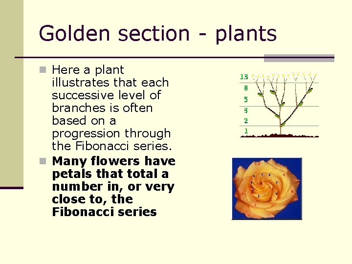Golden section - plants n Here a plant illustrates that each successive level of