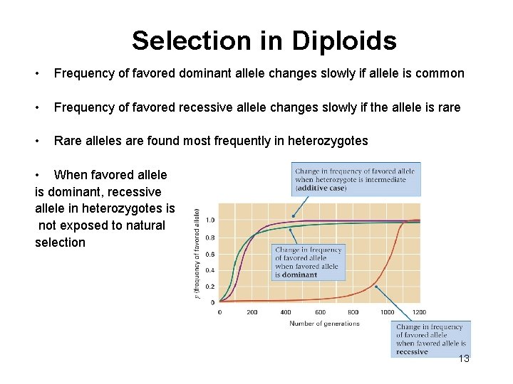 Selection in Diploids • Frequency of favored dominant allele changes slowly if allele is