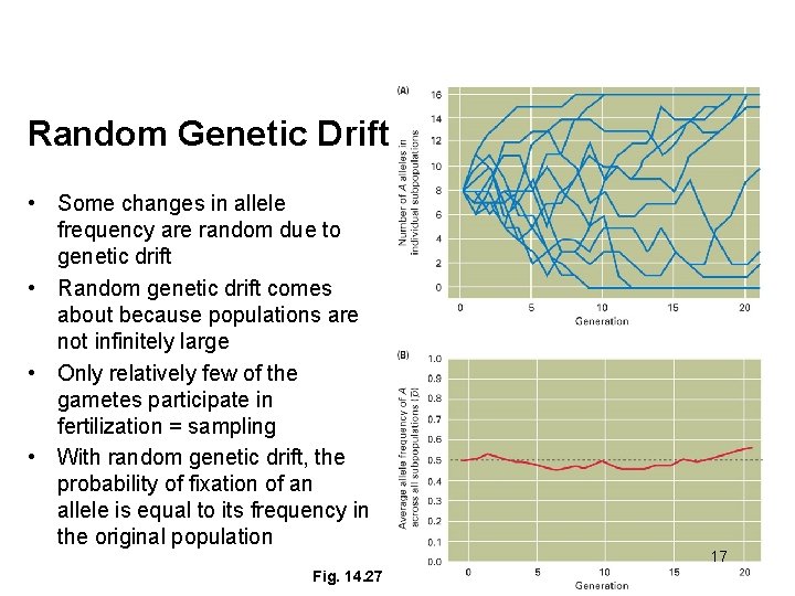 Random Genetic Drift • Some changes in allele frequency are random due to genetic