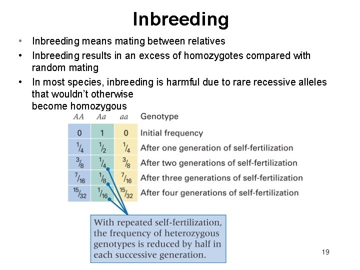 Inbreeding • Inbreeding means mating between relatives • Inbreeding results in an excess of