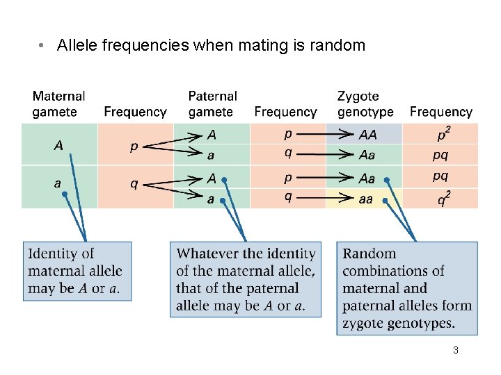  • Allele frequencies when mating is random 3 