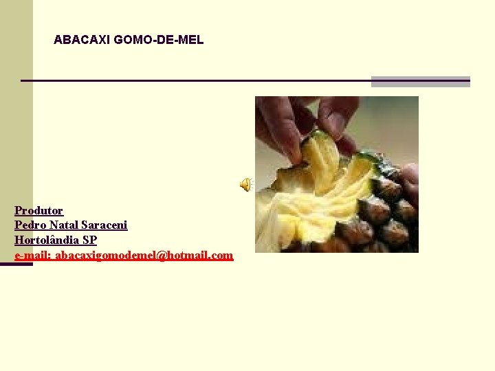 ABACAXI GOMO-DE-MEL Produtor Pedro Natal Saraceni Hortolândia SP e-mail: abacaxigomodemel@hotmail. com 