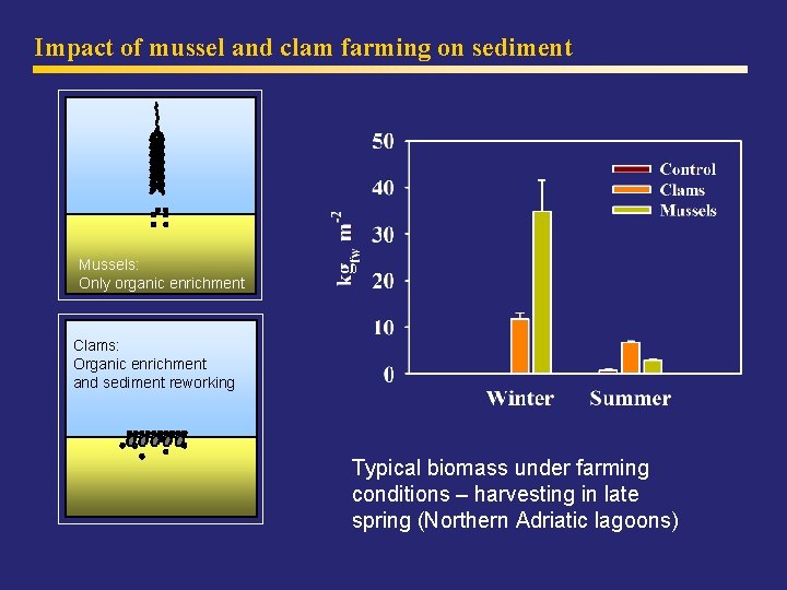 Impact of mussel and clam farming on sediment Mussels: Only organic enrichment Clams: Organic