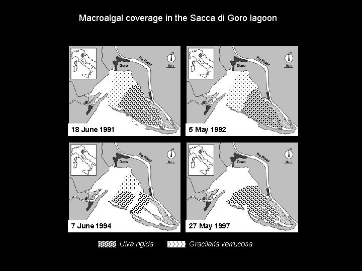 Macroalgal coverage in the Sacca di Goro lagoon 18 June 1991 5 May 1992