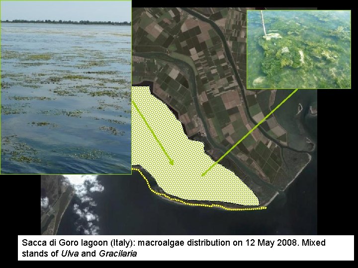 Sacca di Goro lagoon (Italy): macroalgae distribution on 12 May 2008. Mixed stands of