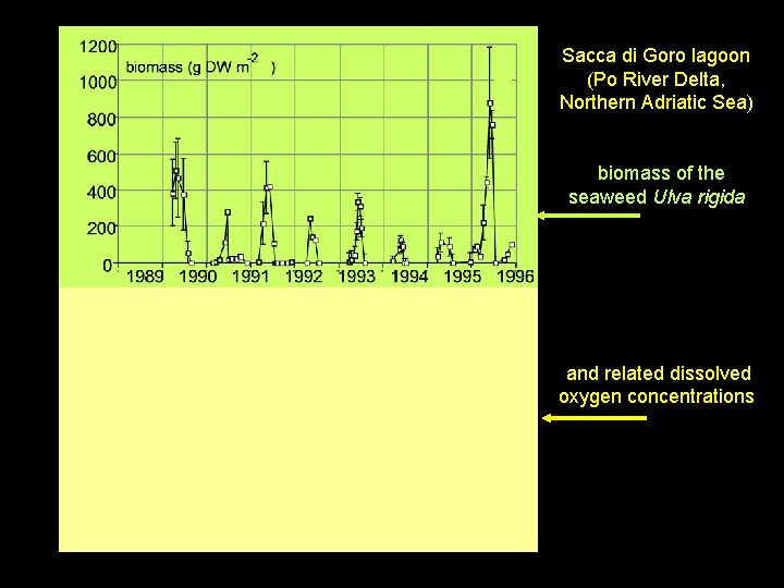 Sacca di Goro lagoon (Po River Delta, Northern Adriatic Sea) biomass of the seaweed