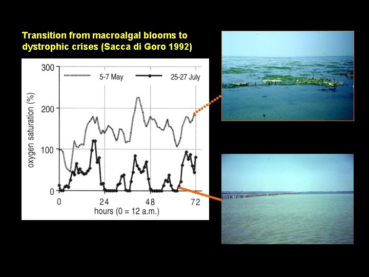 Transition from macroalgal blooms to dystrophic crises (Sacca di Goro 1992) 