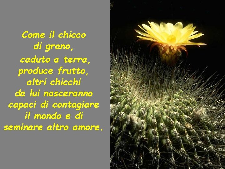 Come il chicco di grano, caduto a terra, produce frutto, altri chicchi da lui