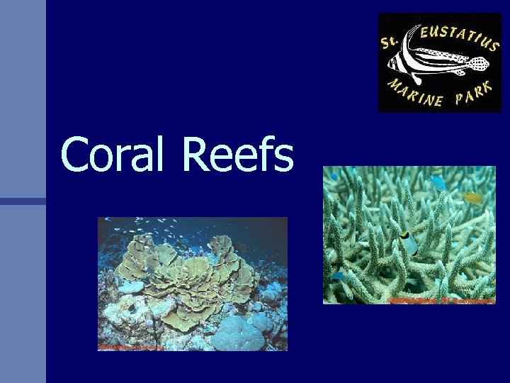 Coral Reefs 