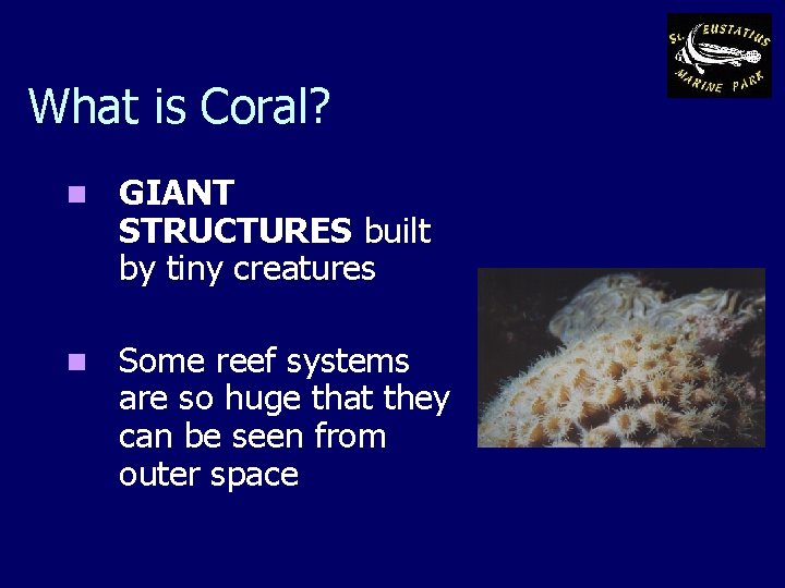 What is Coral? n GIANT STRUCTURES built by tiny creatures n Some reef systems