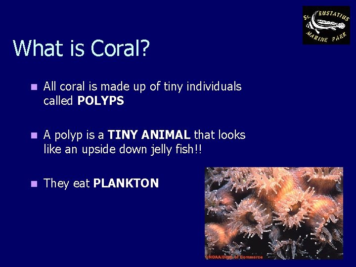 What is Coral? n All coral is made up of tiny individuals called POLYPS