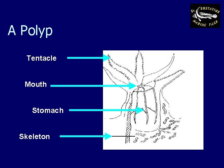 A Polyp Tentacle Mouth Stomach Skeleton 