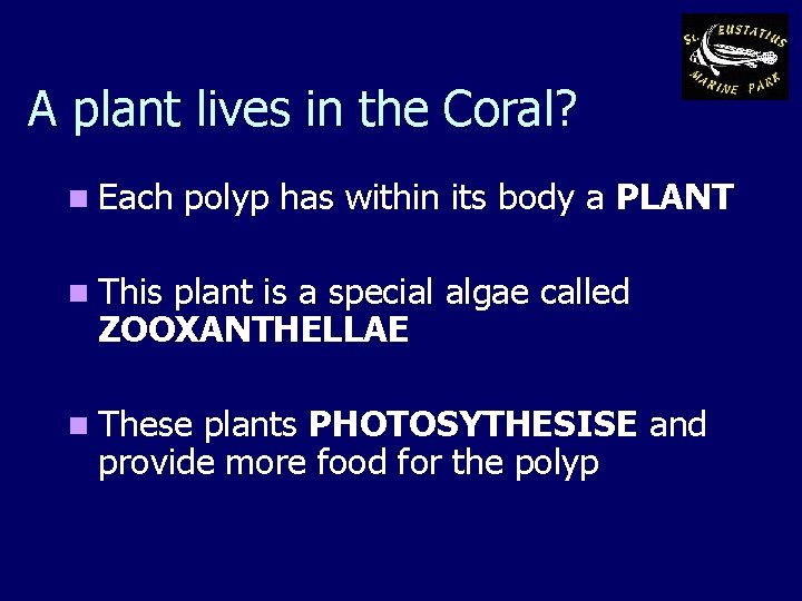 A plant lives in the Coral? n Each polyp has within its body a