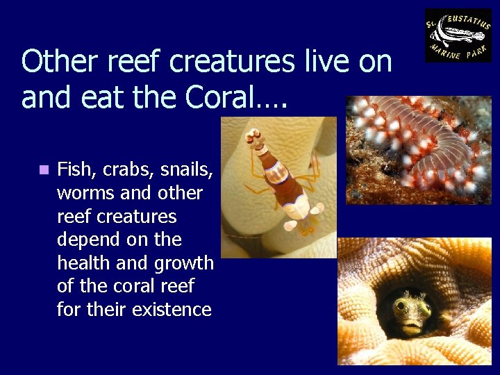 Other reef creatures live on and eat the Coral…. n Fish, crabs, snails, worms