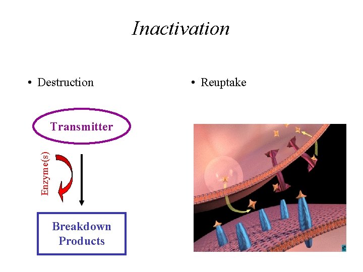 Inactivation • Destruction Enzyme(s) Transmitter Breakdown Products • Reuptake Inactivation • Destruction Enzyme(s) Transmitter Breakdown Products • Reuptake