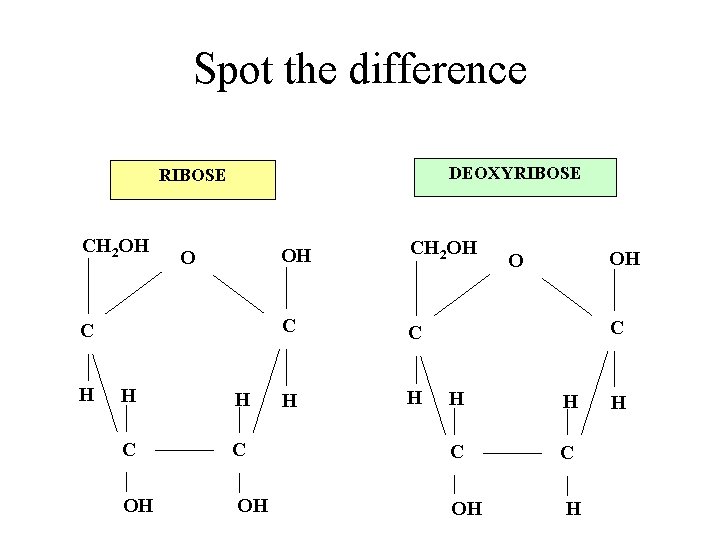 Spot the difference DEOXYRIBOSE CH 2 OH O C H H H C OH