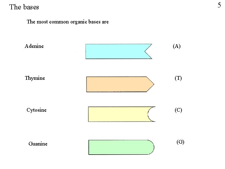 5 The bases The most common organic bases are Adenine (A) Thymine (T) Cytosine