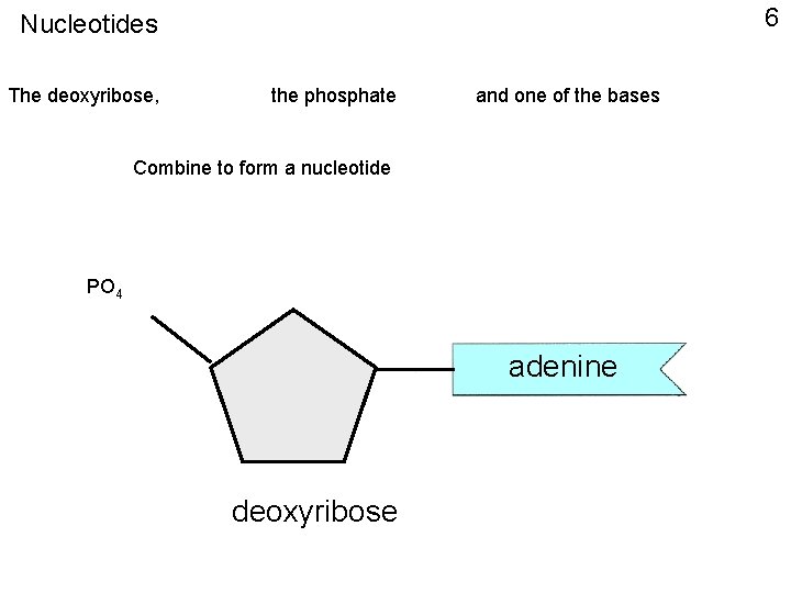 6 Nucleotides The deoxyribose, the phosphate and one of the bases Combine to form