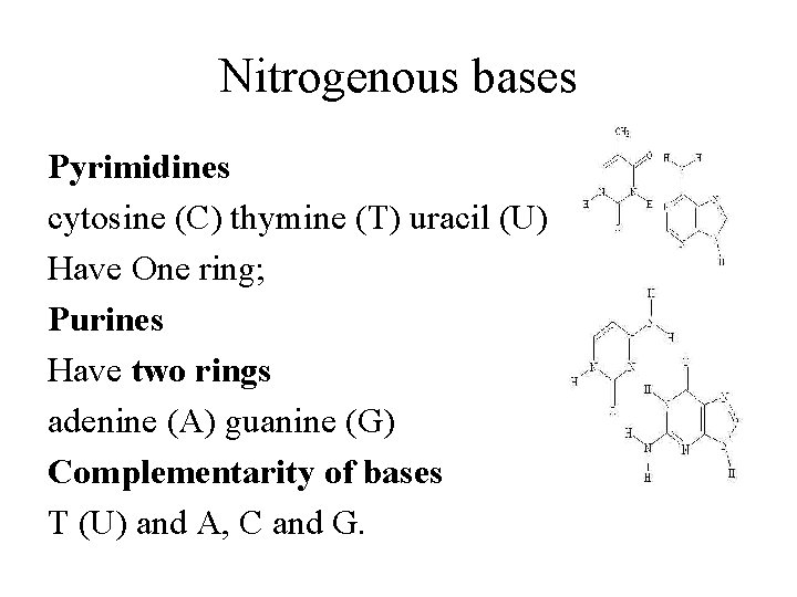 Nitrogenous bases Pyrimidines cytosine (C) thymine (T) uracil (U) Have One ring; Purines Have