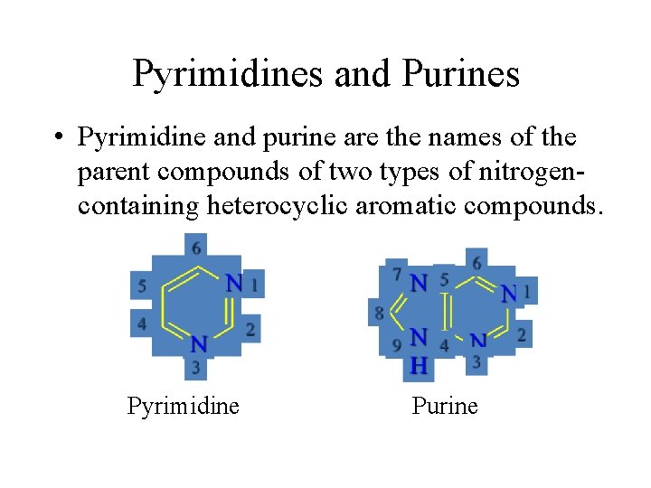 Pyrimidines and Purines • Pyrimidine and purine are the names of the parent compounds