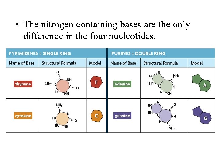  • The nitrogen containing bases are the only difference in the four nucleotides.