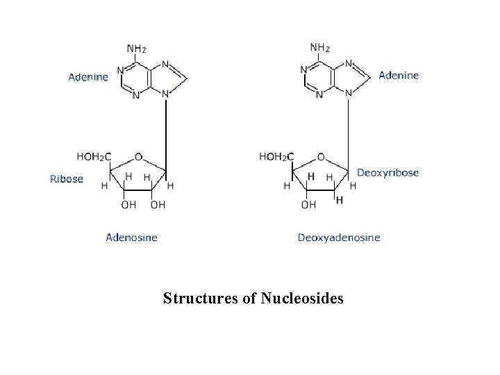 Structures of Nucleosides 