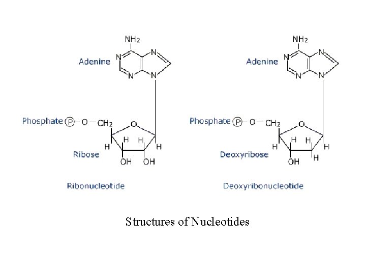Structures of Nucleotides 