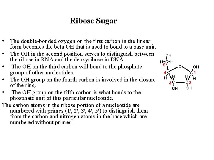 Ribose Sugar • The double-bonded oxygen on the first carbon in the linear form